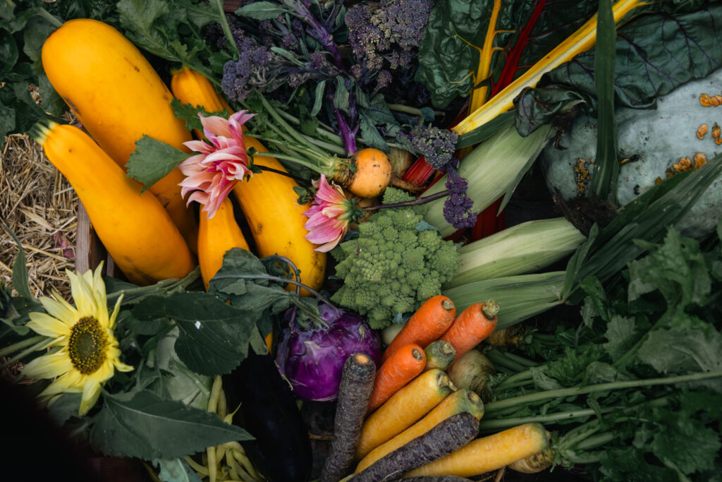 Färgglad skörd av ekologiska grönsaker och blommor - squash, morötter, broccoli, kål och solrosor