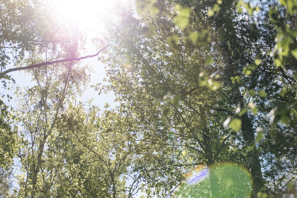 Solljus filtrerar genom gröna trädkronor och skapar en fridfull naturmiljö vid Starby Spa & Hotell